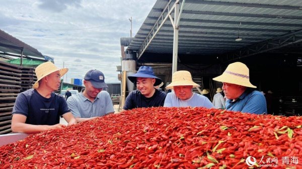 奕汇网 一颗枸杞的“活水”密码